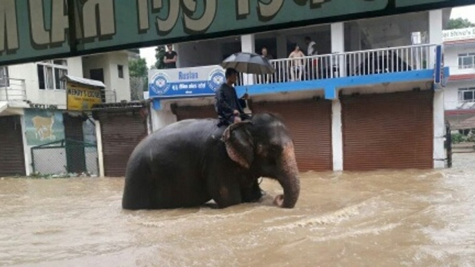 Passenger Rides Elephant Through Flooded Nepal Street