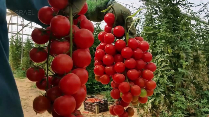 Intelligent Technology Smart Farming, Modern Agriculture Technology: chicken factory