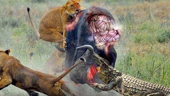 Most Amazing Wild Animal Attacks , lion, anaconda, snake, leopards, deer, Crocodile