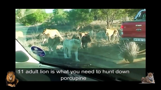 African Lions Most Funny Attacks Compilation – Lion vs Hippo vs Buffalo vs Porcupine vs Deer