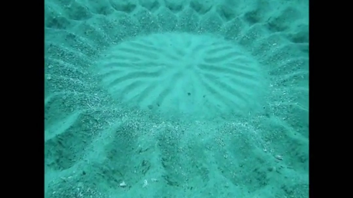 Ce poisson est un artiste incroyable... Regardez un peu ce qu'il fait dans le sable