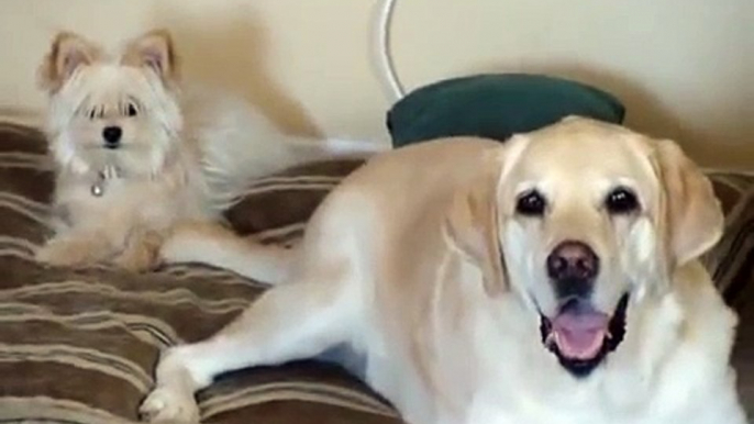 Lab dog hits small dog in face with wagging tail