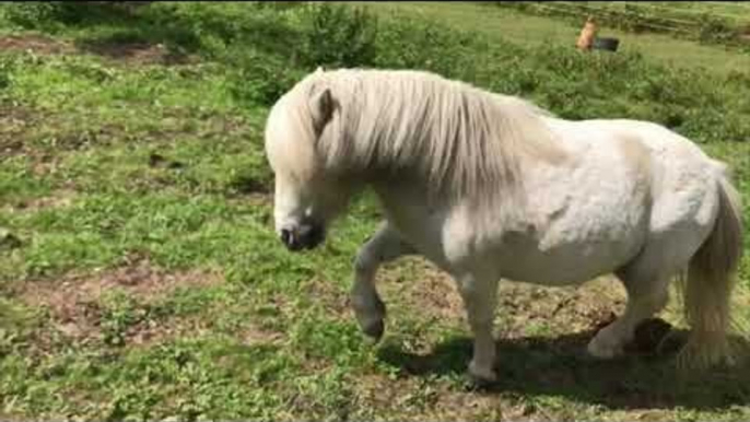 Alvin the Shetland Pony Struts His Considerable Stuff