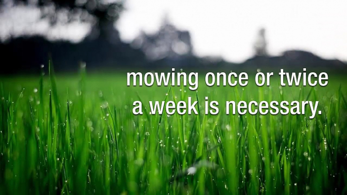 Obtain Professional Lawn Assistance By Working With Jim’s Mowing