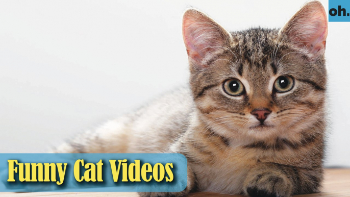 Cat Videos - Funny Cats - Funny Cat Videos - Kitten Videos - Funny Kitty Videos - Cats For Pets - P4