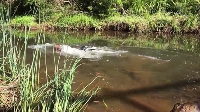 Et contagieux pour eau fraiche de Nouveau serpents souscrire le le le le la tortues voûte vidéos http