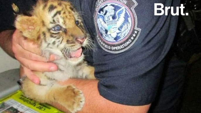 Un bébé tigre sauvé par les autorités américaines