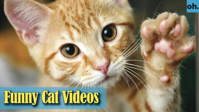 Cat Videos - Funny Cats - Funny Cat Videos - Kitten Videos - Funny Kitty Videos - Cats For Pets - P1