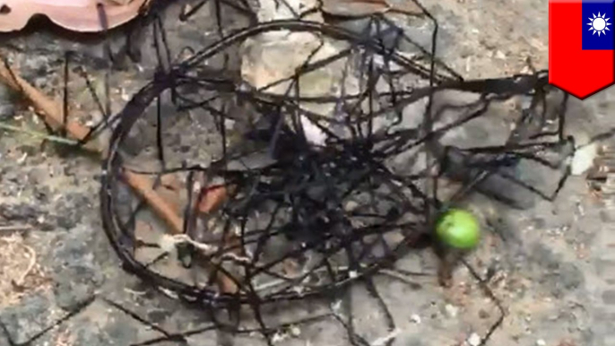 Video shows alien-looking bug crawling across rocks