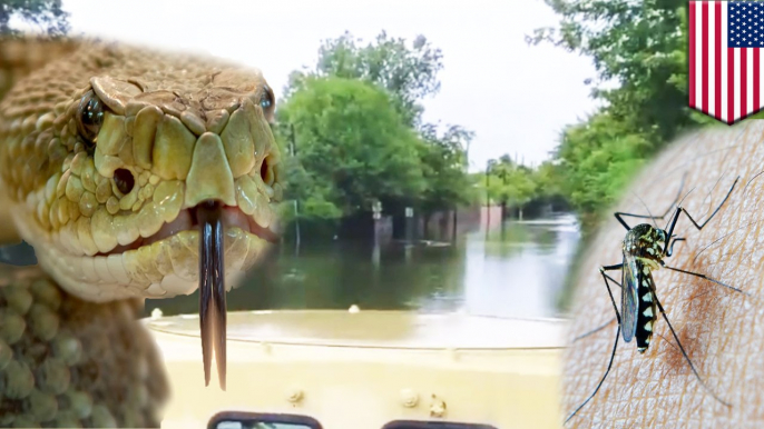 Hurricane Harvey Houston flood: Vibrio bacteria and snakes maybe in the water - TomoNews