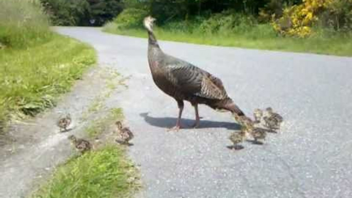 Protective Turkey Moma Signals Danger to her Chicks