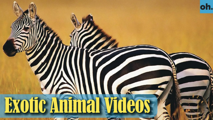 Animal Video - Wild Animals - Rainforest  Animals - Rare Animals Zoo - Exotic Animals For Sale P1