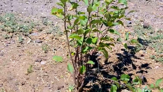 И весело лошадь лошади знакомьтесь мой Мы Новые функции Новый пони случайный сахар Воскресенье видеоблога с