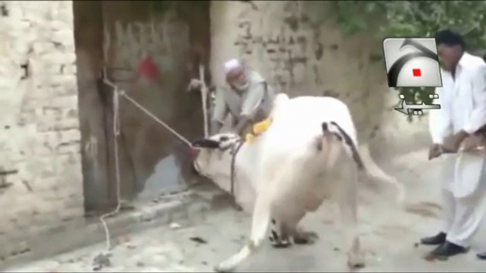 Qurbani Bakra Eid 2 Punjabi Totay Funny Tezabi Totay 2017