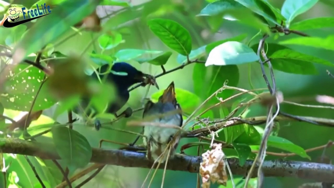 Beautiful wild birds: The parent birds feeding their young birds #1