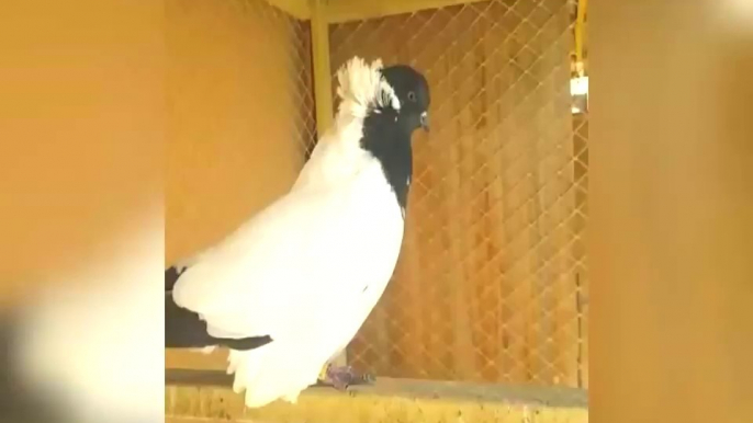 Best fancy pigeons breeding loft day activity (Birds Videos)