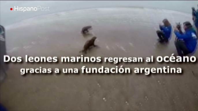 Dos lobos marinos regresan al océano gracias a una fundación argentina