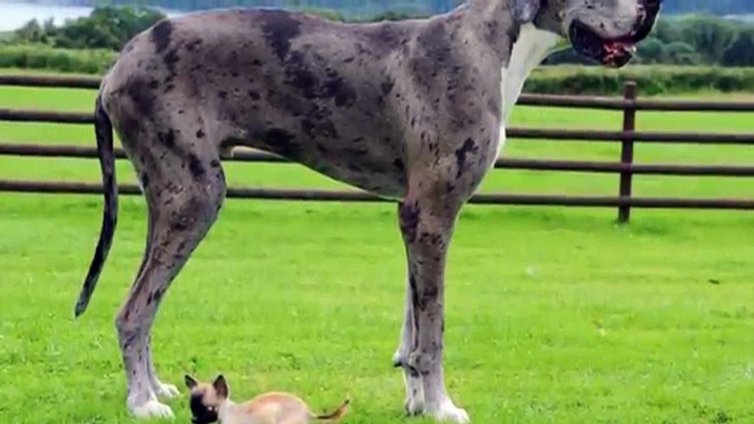 Largest Dog In the world