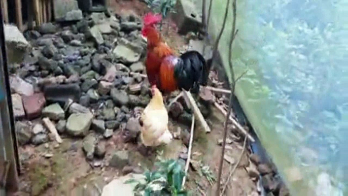 A cockfight is a blood sport between two roosters (cocks), or more accurately gamecocks