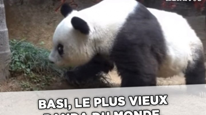 Basi, la doyenne des pandas, est morte à l'âge de 37 ans