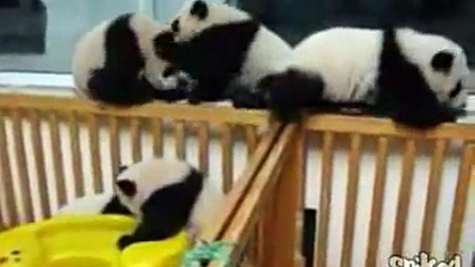BABY PANDAS: Playing in a Crib