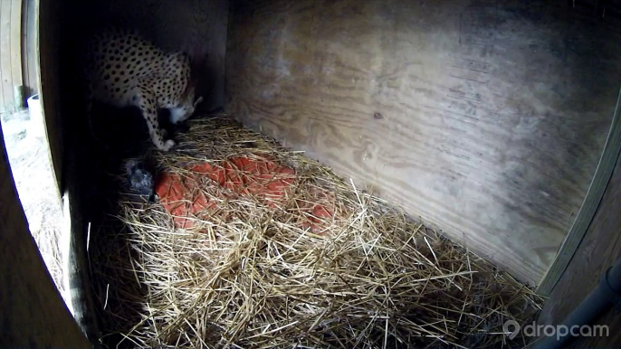 Milani Gives Birth to 5 Cheetah Cubs