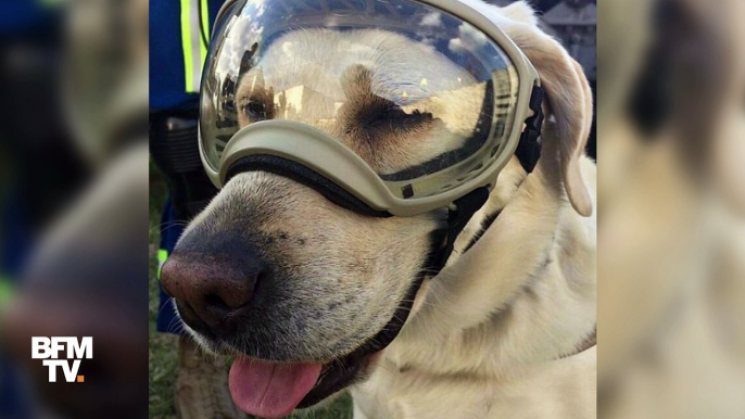 Après des catastrophes naturelles, cette chienne a sauvé plus de 50 personnes