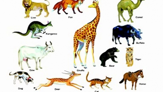 Learn Animals Name,BodyParts,Manners,Birds Name Best Tutorial for primary students lkg,ukg