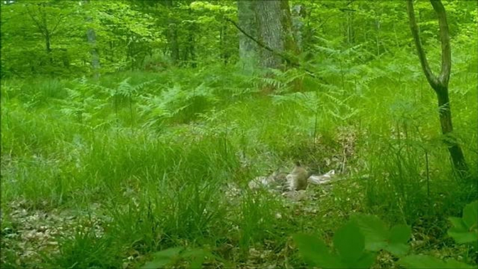 Jura : vie de renards dans la Forêt de Chaux