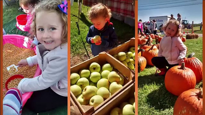 Pumpkins, Gourds, & More! (Harry Kindergarten goes to the pumpkin patch!)