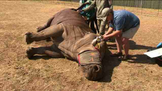 ONG en Sudáfrica otorga esperanza a rinocerontes mutilados