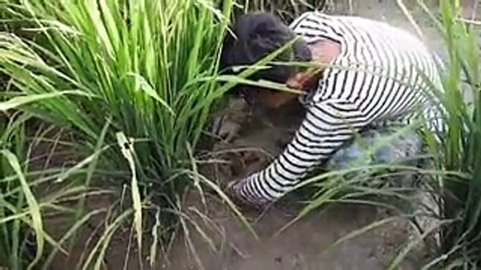 Amazing catch - Amazing two brothers catching fishes bare hands in the rice field