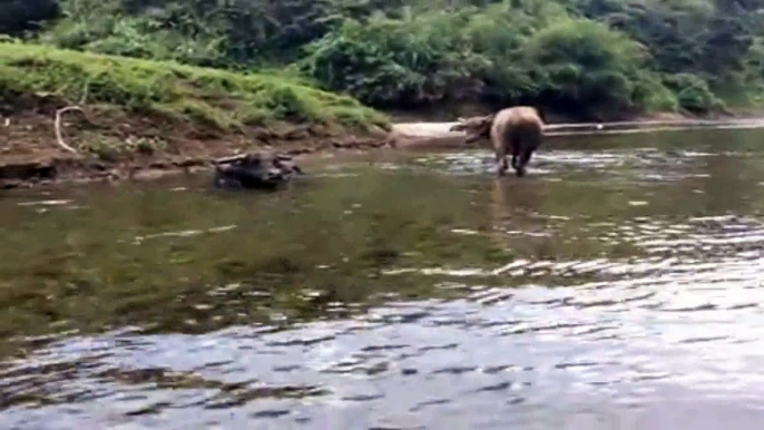 Bull and cow take a bath in the river