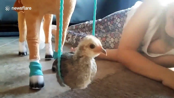 Ce poussin fait de la balançoire sur les rênes d'un cheval en jouet !