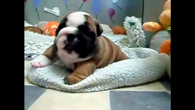 Bulldog Puppies are the cutest Puppies ever! Funny Dog Vine Compilation