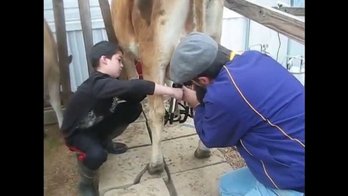 Milking our Jersey Cow by milking machine