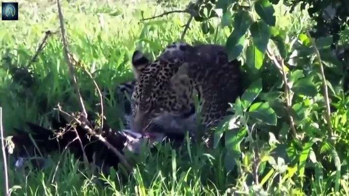 Most Amazing Wild Animals Attacks Wild Animal Fights Caught On Camera