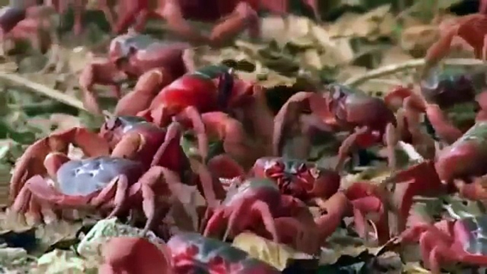 Documentary Ant Yellow Crazy Ants and Red Crabs Animal Planet (Wildlife Animals Documentar