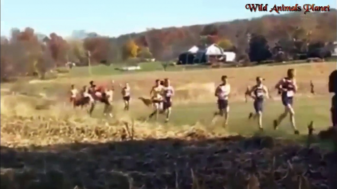 Wild Animals Unexpected guests fallen from the sky Unexpected risk on the race track