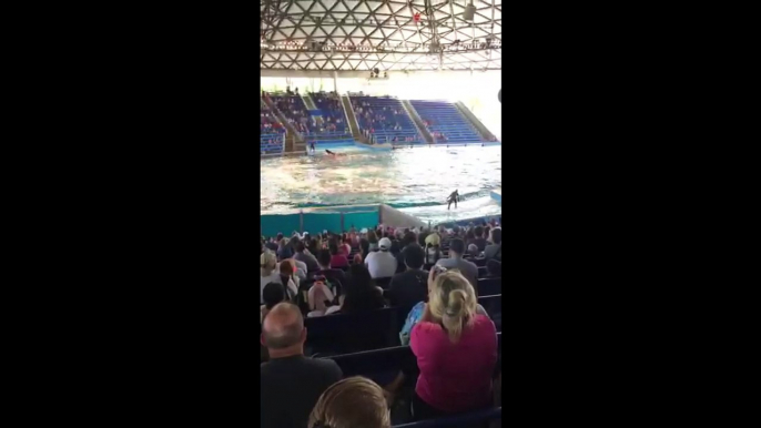 Shamu Show At Seal World, San Antonio