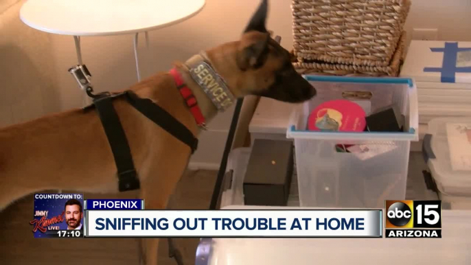 Drug sniffing K-9s discover if your loved ones are doing drugs