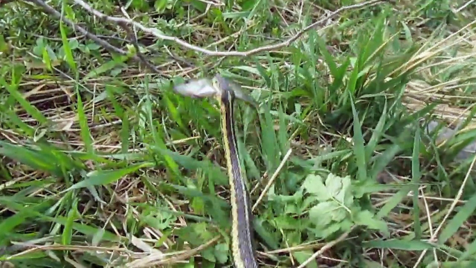 Un serpent vient voler le poisson peché par ce gamin