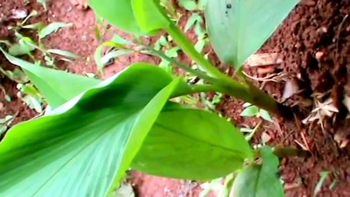 Medicinal plants -Turmeric or tumeric (Curcuma longa)