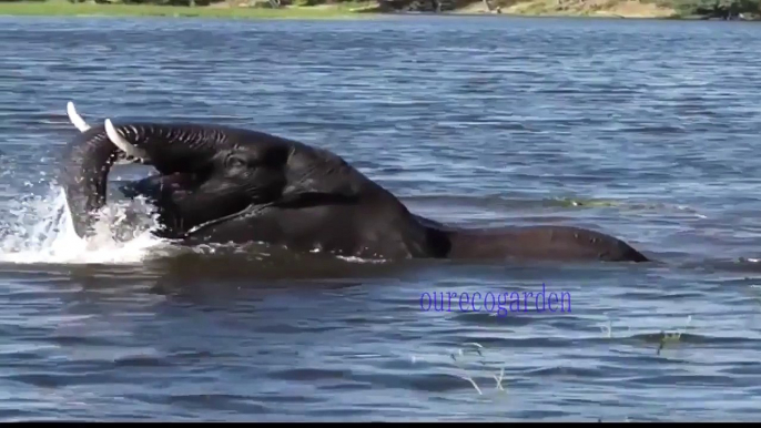 Lion vs Bull Elephant Crocodile vs Elephant Lion vs Hyena Male Lion Attacks - When Prey Fights Back