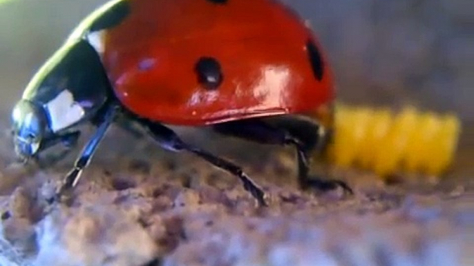 Ladybug Laying Eggs! (Close-up)