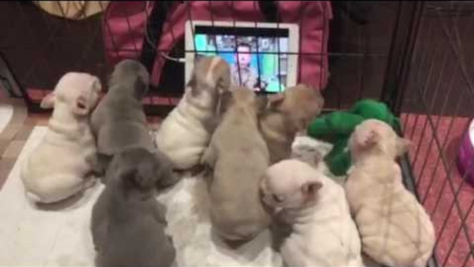 French Bulldog Pups Enjoy Favorite TV Show