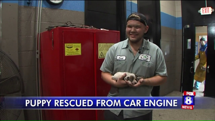 Video Shows Woman Rescuing Puppy from Car Engine