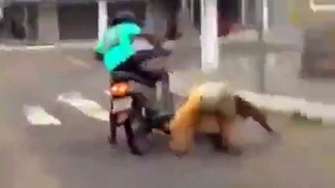 Two drunk guys on a scooter