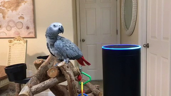 Petra the African Grey a Made Shopping List on Alexa