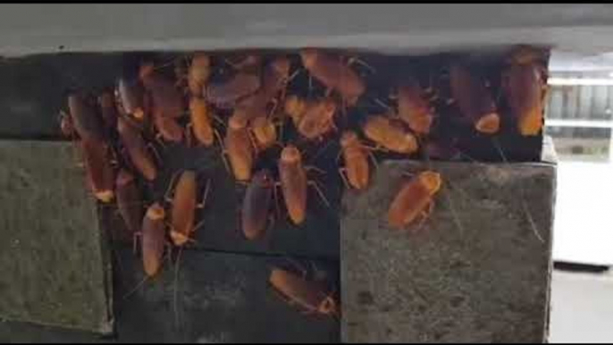 Clever Cockroaches Hide Under Pillar to Escape Rain